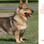 What You Need to Know About the Corman Shepherd Mix