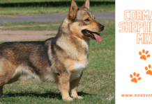 The Corman Shepherd Mix – 10 Things You Need to Know What You Need to Know About the Corman Shepherd Mix