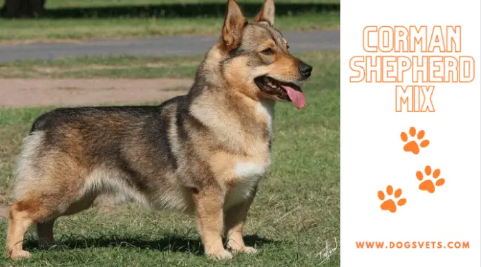 What You Need to Know About the Corman Shepherd Mix