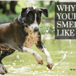 Why Does Your Dog Smell Like Fish