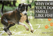 The Great Debate: Why Does Your Dog Smell Like Fish? 5 Tips to know Why Does Your Dog Smell Like Fish