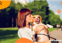 Top 8 Friendly Dogs For Elderly People 2022 Top 8 Friendly Dogs For Elderly People 2022