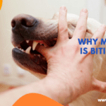 Why My Dog is Biting Me – 3 Facts to Know Why My Dog is Biting Me - 3 Facts to Know