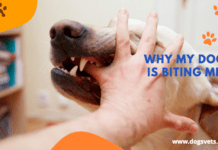 Why My Dog is Biting Me – 3 Facts to Know Why My Dog is Biting Me - 3 Facts to Know