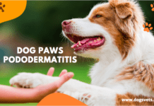 A Pet Parents Guide to Dogs Paws Pododermatitis A Pet Parents Guide to Dogs Paws Pododermatitis