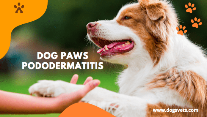 A Pet Parents Guide to Dogs Paws Pododermatitis