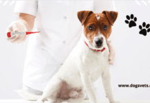 Top 10 Best Dog Thermometers According to Veterinarians for Pets (2022) 9 Best Dog Thermometers According to Veterinarians (2022)