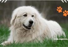 Top 11 Best Dogs for Farm – The Ultimate Guide Top 11 Best Dogs for Farm - The Ultimate Guide