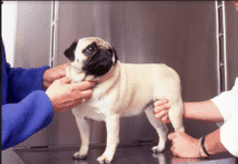 Osteoarthritis In Dogs: 5 Signs And Treatment Options Osteoarthritis In Dogs: 5 Signs And Treatment Options