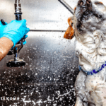 Top 7 Reasons Why You Should Bathe Your Dog