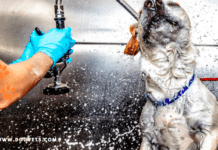 Top 7 Reasons Why You Should Bathe Your Dog Top 7 Reasons Why You Should Bathe Your Dog