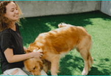 Dog Grooming: Why Is It Important and What Tools Should You Buy? Dog Grooming: Why Is It Important and What Tools Should You Buy?