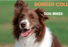 Border Collie Breed – Everything You Need to Know Border Collie Breed - Everything You Need to Know