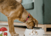 Can Dog Eat Mushrooms? 7 Facts you need to Know (+Symptoms) Can Dog Eat Mushrooms? 7 Facts you need to Know (+Symptoms)