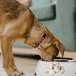Can Dog Eat Mushrooms? 7 Facts you need to Know (+Symptoms)