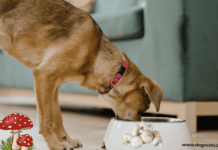 Can Dog Eat Mushrooms? 7 Facts you need to Know (+Symptoms) Can Dog Eat Mushrooms? 7 Facts you need to Know (+Symptoms)