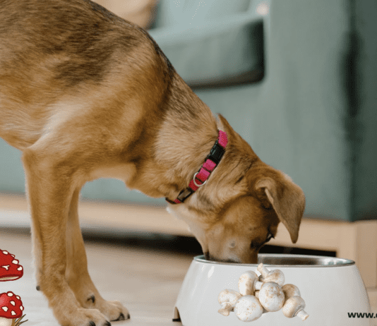 Can Dog Eat Mushrooms? 7 Facts you need to Know (+Symptoms) Can Dog Eat Mushrooms? 7 Facts you need to Know (+Symptoms)