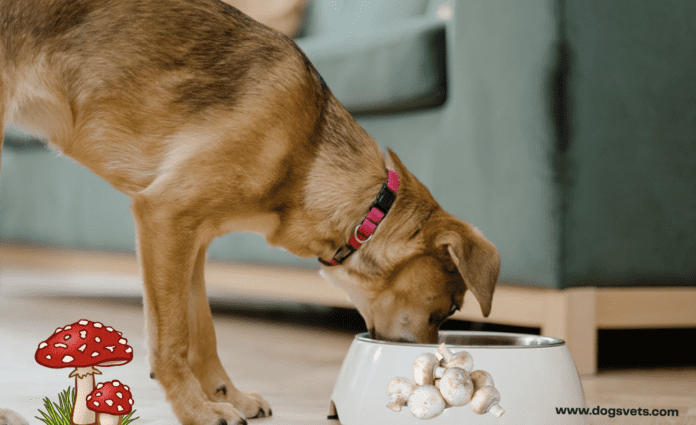 Darf ein Hund Pilze essen? 7 Fakten, die Sie wissen müssen (+Symptome)