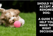 Should You Accept a Rehomed Dog: A Guide to Help You Make the Right Decision Should You Accept a Rehomed Dog: A Guide to Help You Make the Right Decision