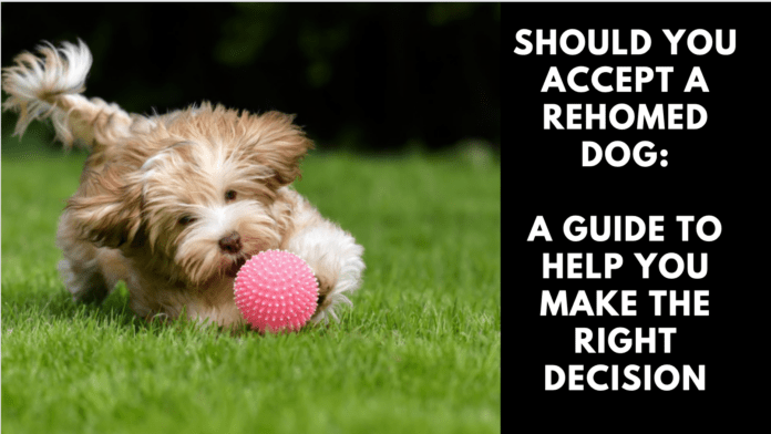 Should You Accept a Rehomed Dog: A Guide to Help You Make the Right Decision