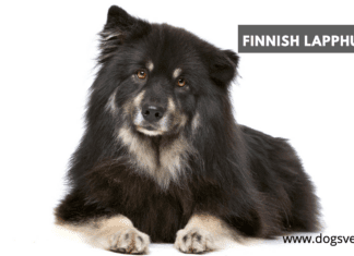 Finnish Lapphund dog breed Information: Ultimate Guide [13 Facts]