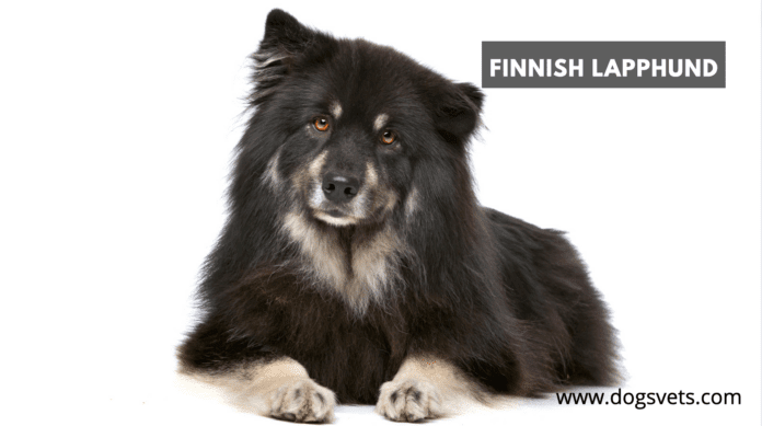 Finnish Lapphund dog breed Information: Ultimate Guide [13 Facts]