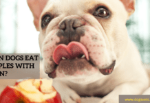 Can Dogs Eat Apples With Skin? Can Dogs Eat Apples With Skin?