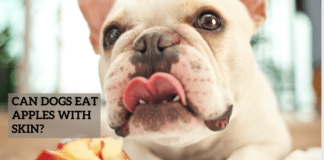 Can Dogs Eat Apples With Skin? Can Dogs Eat Apples With Skin?