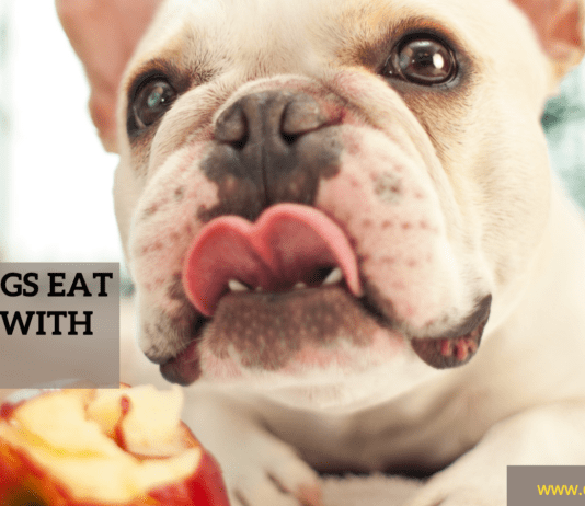Can Dogs Eat Apples With Skin? Can Dogs Eat Apples With Skin?
