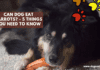 Can Dog Eat Carrots? – 5 Facts you need to Know Can Dog Eat Carrots? - 5 things you need to Know