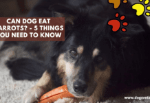 Can Dog Eat Carrots? – 5 Facts you need to Know Can Dog Eat Carrots? - 5 things you need to Know
