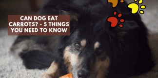 Can Dog Eat Carrots? – 5 Facts you need to Know Can Dog Eat Carrots? - 5 things you need to Know