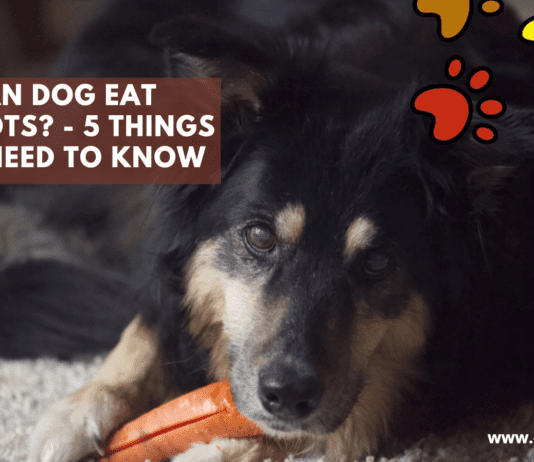 Can Dog Eat Carrots? – 5 Facts you need to Know Can Dog Eat Carrots? - 5 things you need to Know