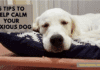5 Tips to Help Calm Your Anxious Dog [Symptoms & Solution]
