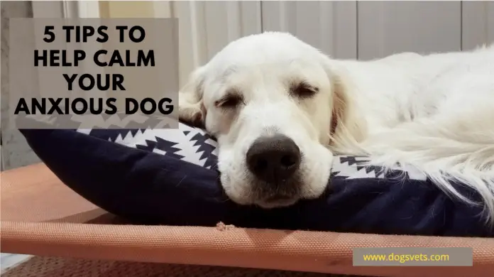 5 Tips to Help Calm Your Anxious Dog [Symptoms & Solution]