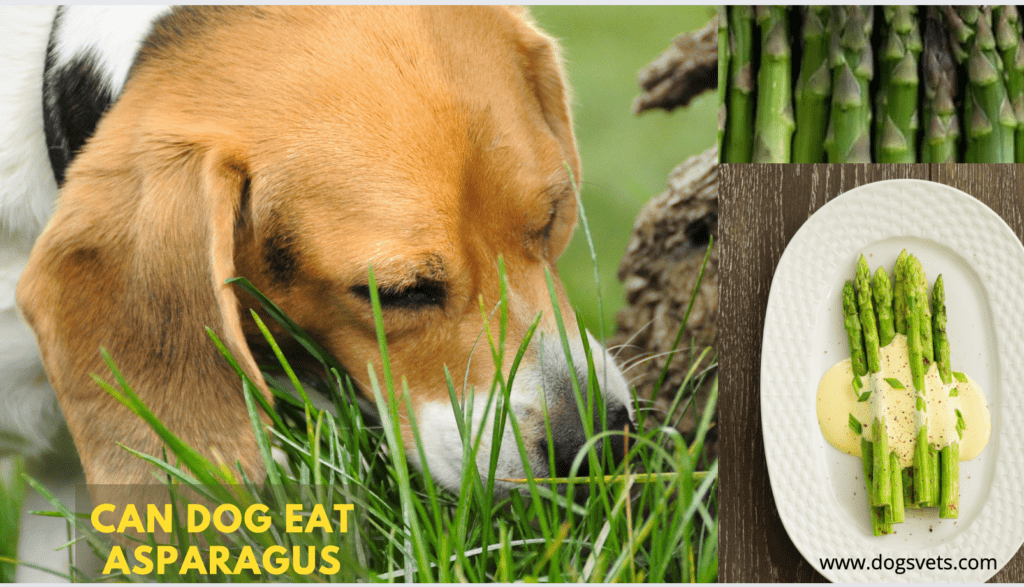 Image showcasing Can Dog Eat Asparagus? 3 important facts you need to know