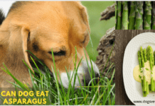 Can Dog Eat Asparagus? 3 important facts you need to know Can Dog Eat Asparagus? 3 important facts you need to know