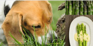 Can Dog Eat Asparagus? 3 important facts you need to know Can Dog Eat Asparagus? 3 important facts you need to know