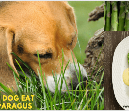 Can Dog Eat Asparagus? 3 important facts you need to know Can Dog Eat Asparagus? 3 important facts you need to know