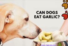 Can Dogs Eat Garlic? 5 things you need to know Can Dogs Eat Garlic? 5 things you need to know