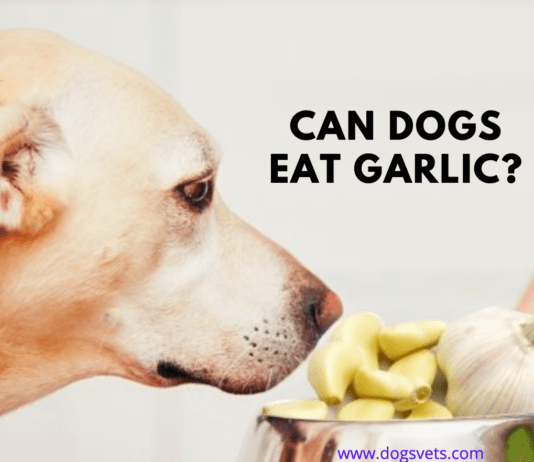 Can Dogs Eat Garlic? 5 things you need to know Can Dogs Eat Garlic? 5 things you need to know