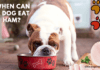 When Can a Dog Eat Ham? 3 Amazing Facts to Know When Can a Dog Eat Ham? 3 Amazing Facts to Know