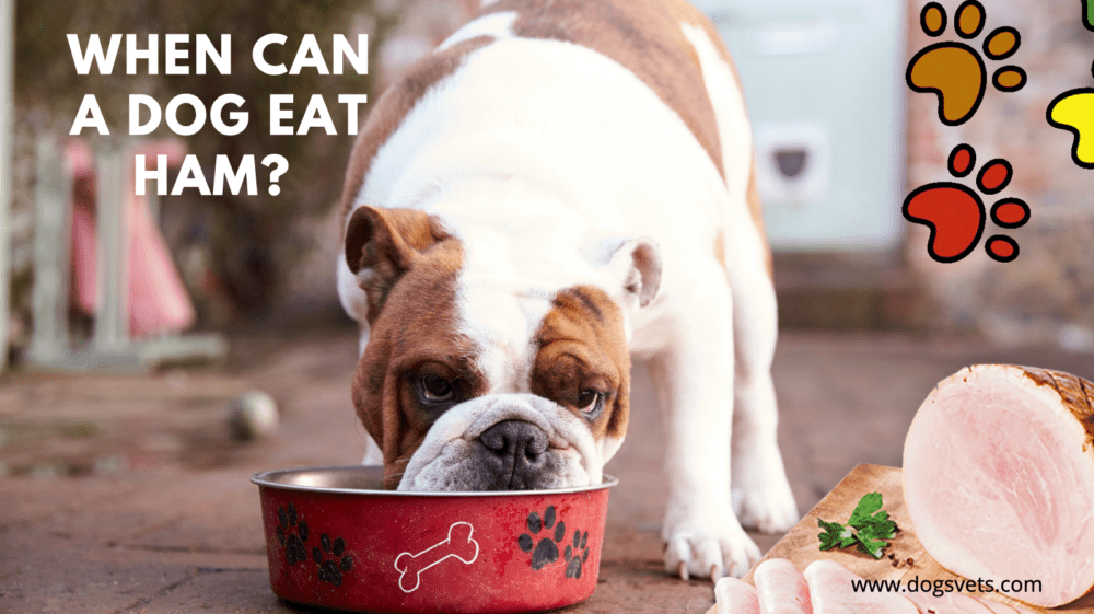When Can a Dog Eat Ham? 3 Amazing Facts to Know