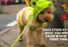 Dogs Stung by Bees : What You Need to Know & How to Treat Them Dogs Stung by Bees : What You Need to Know & How to Treat Them