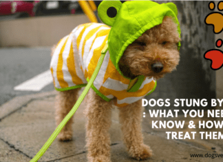 Dogs Stung by Bees : What You Need to Know & How to Treat Them