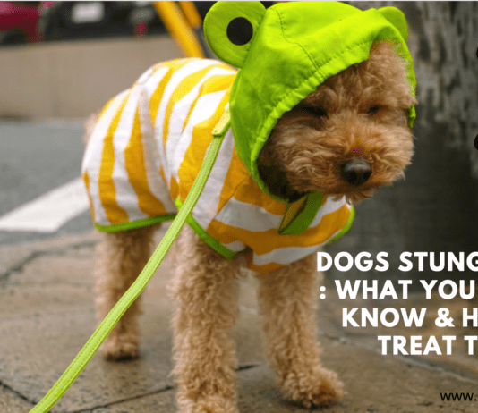 Dogs Stung by Bees : What You Need to Know & How to Treat Them Dogs Stung by Bees : What You Need to Know & How to Treat Them