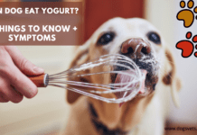 Can Dog Eat Yogurt? – 7 Things to Know + Symptoms Can Dog Eat Yogurt? - 7 Things to Know + Symptoms