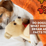 Do dogs dream? What Does My Dog Dream About? - 5 Facts to Know