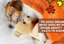 Do dogs dream? What Does My Dog Dream About? – 5 Facts to Know Do dogs dream? What Does My Dog Dream About? - 5 Facts to Know