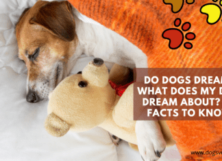 Do dogs dream? What Does My Dog Dream About? – 5 Facts to Know Do dogs dream? What Does My Dog Dream About? - 5 Facts to Know